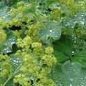 Alchemilla mollis fleur